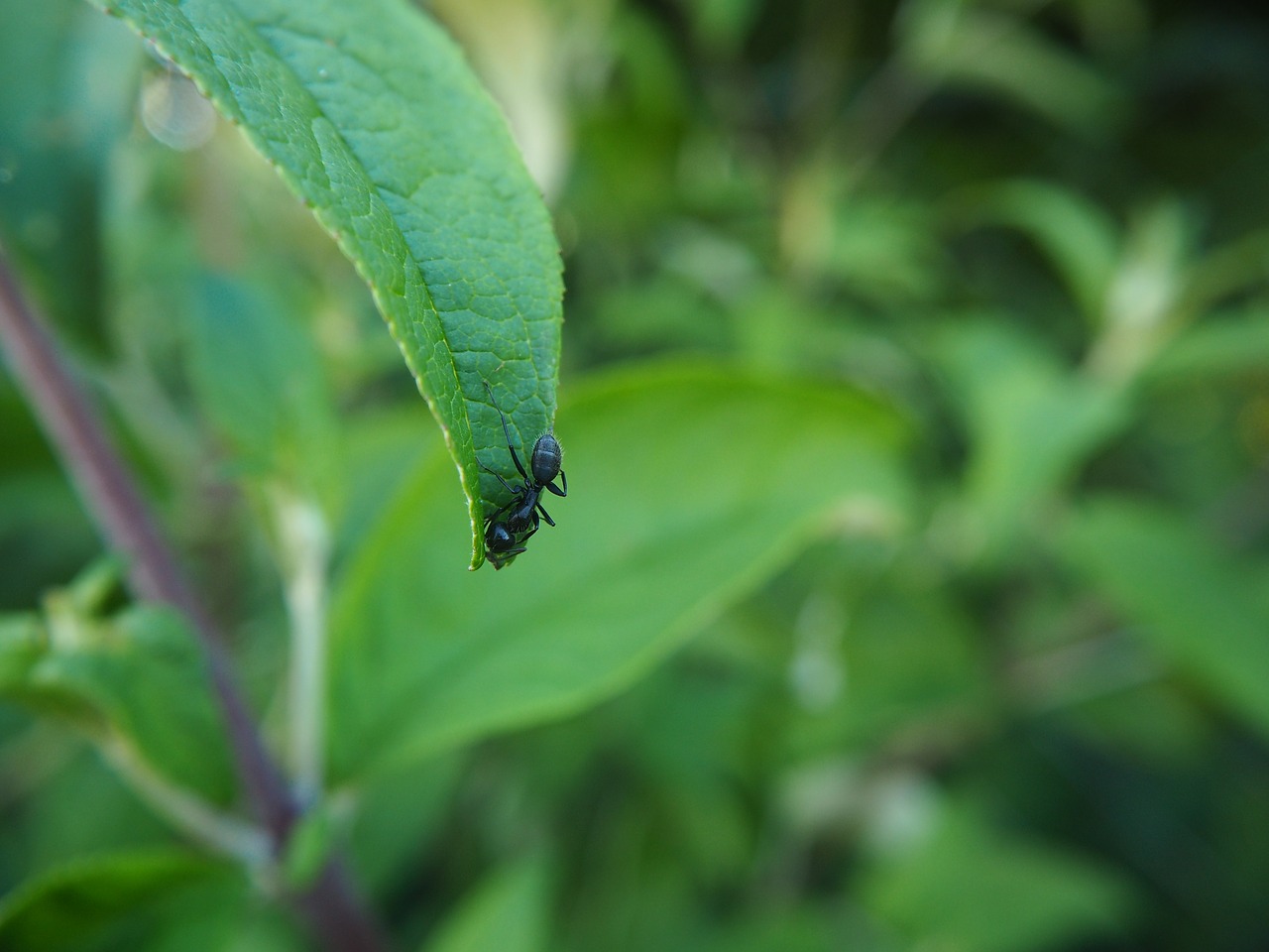 ant leaf garden free photo