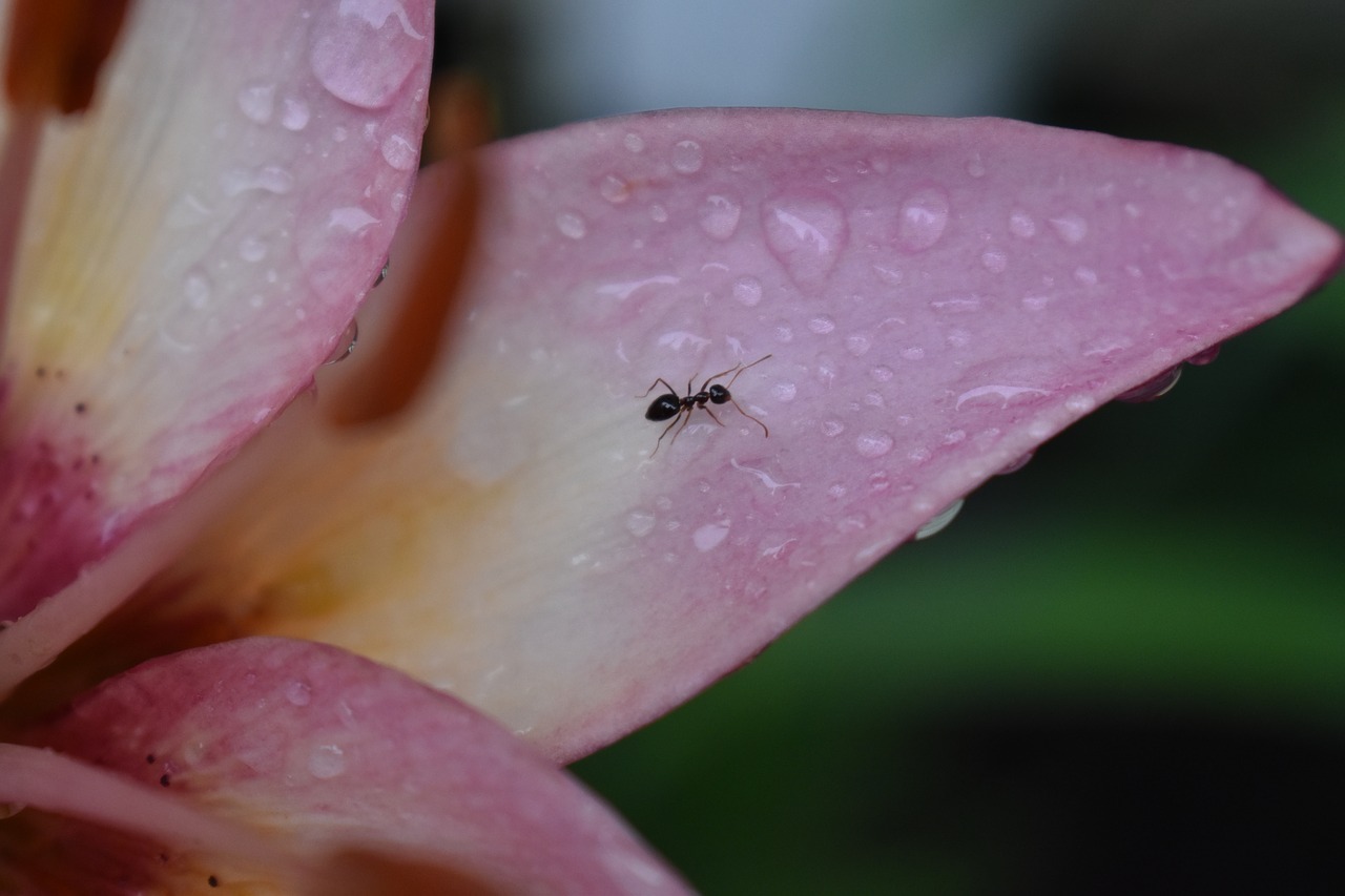 ant flower nature free photo