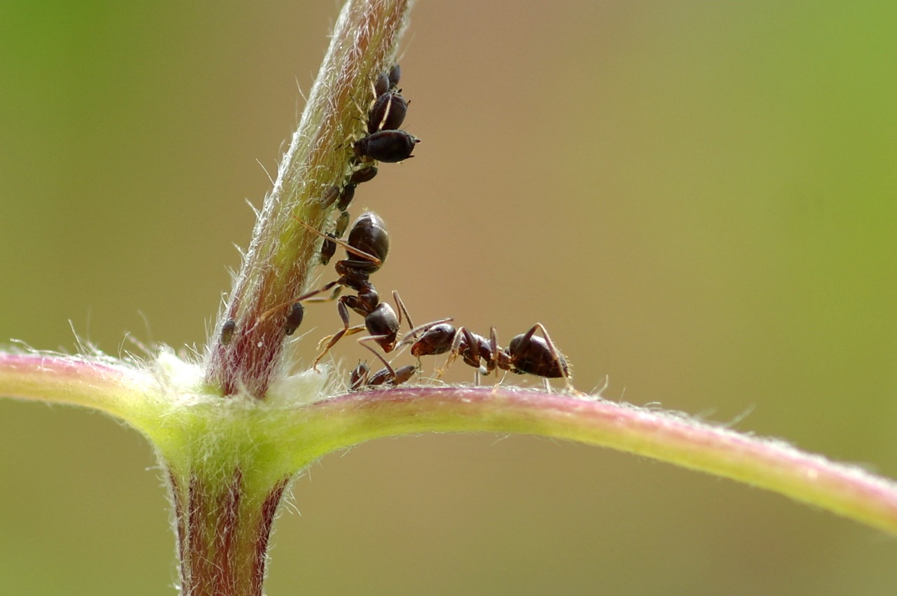 ant macro insect free photo