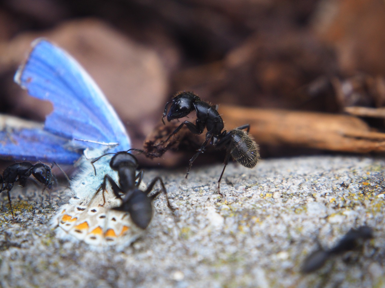 ant ants butterfly free photo