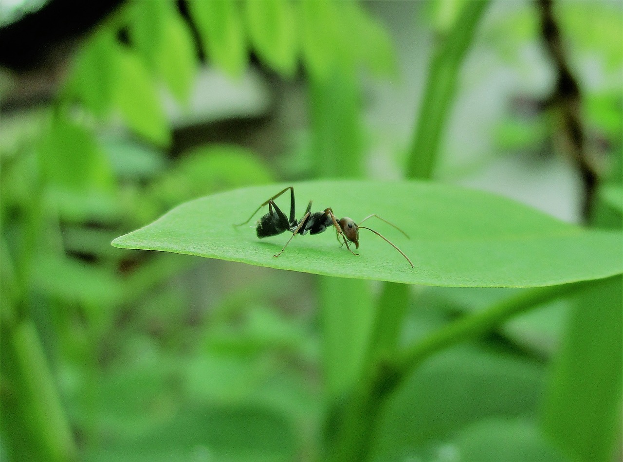 ant insect ant on leaf free photo