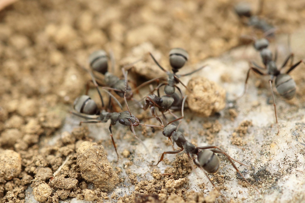ant insect macro free photo