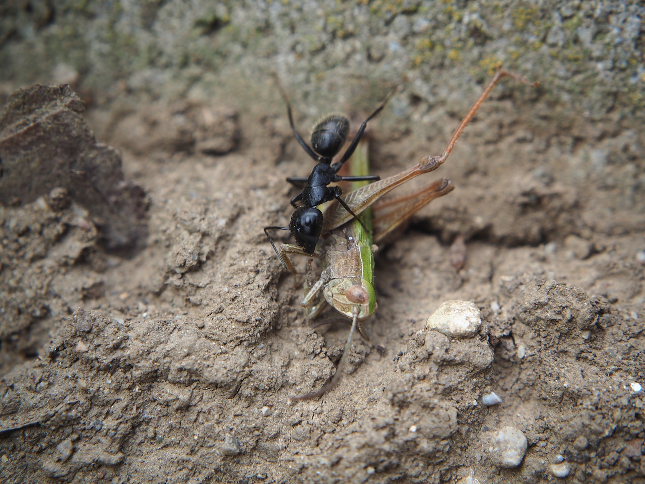 ant eat nature free photo