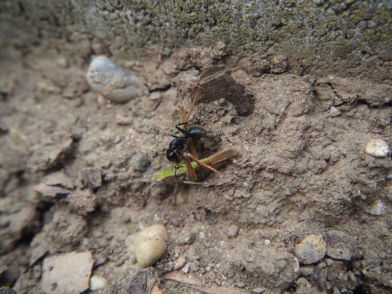 ant eat nature free photo