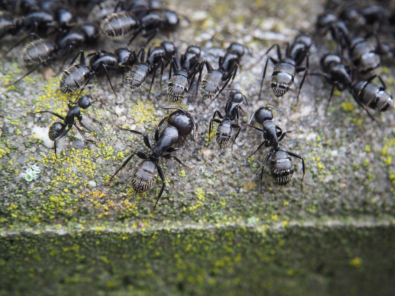 ant ants eat free photo