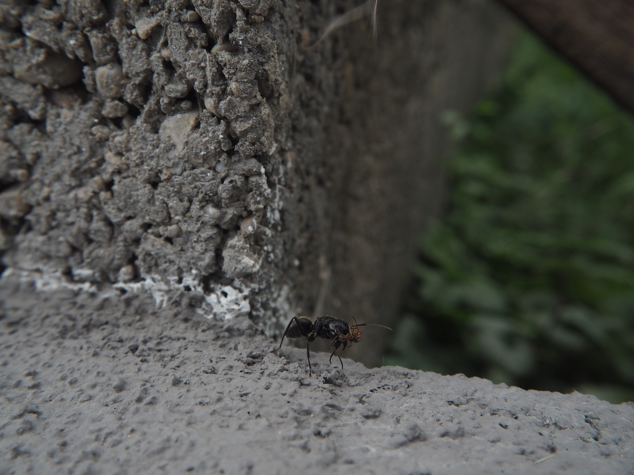 ant insect red ant free photo