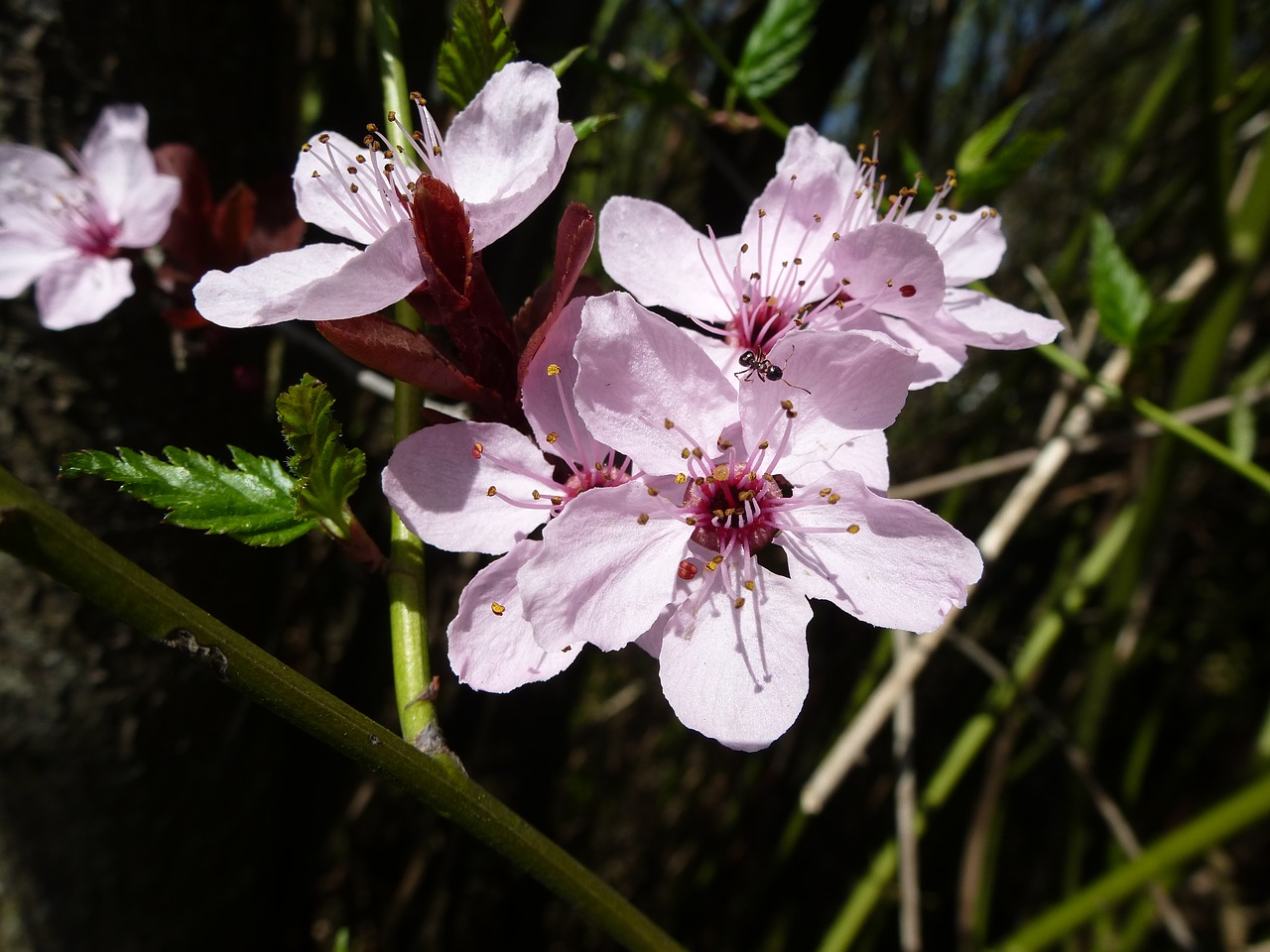 ant flower blossom free photo