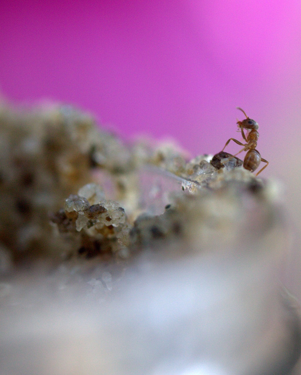 ant insecta sand free photo