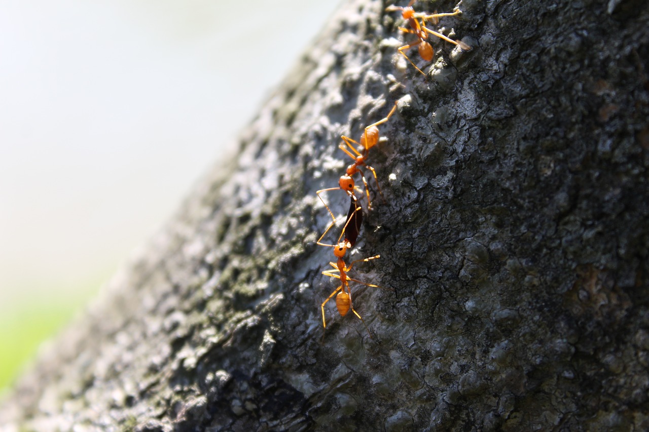 ant tree sharing free photo