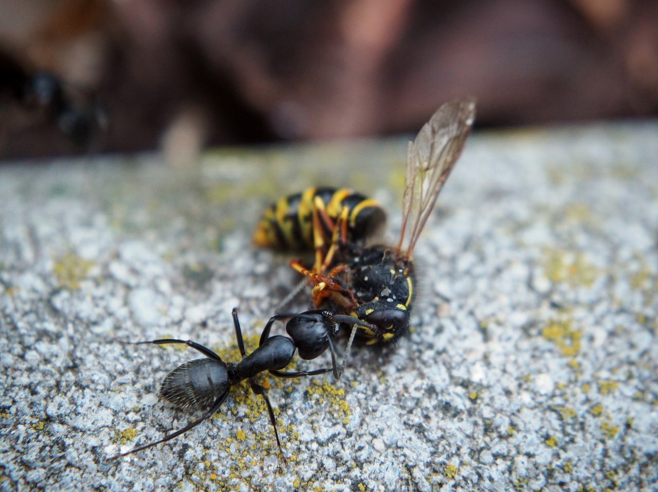 ant wasp insect free photo