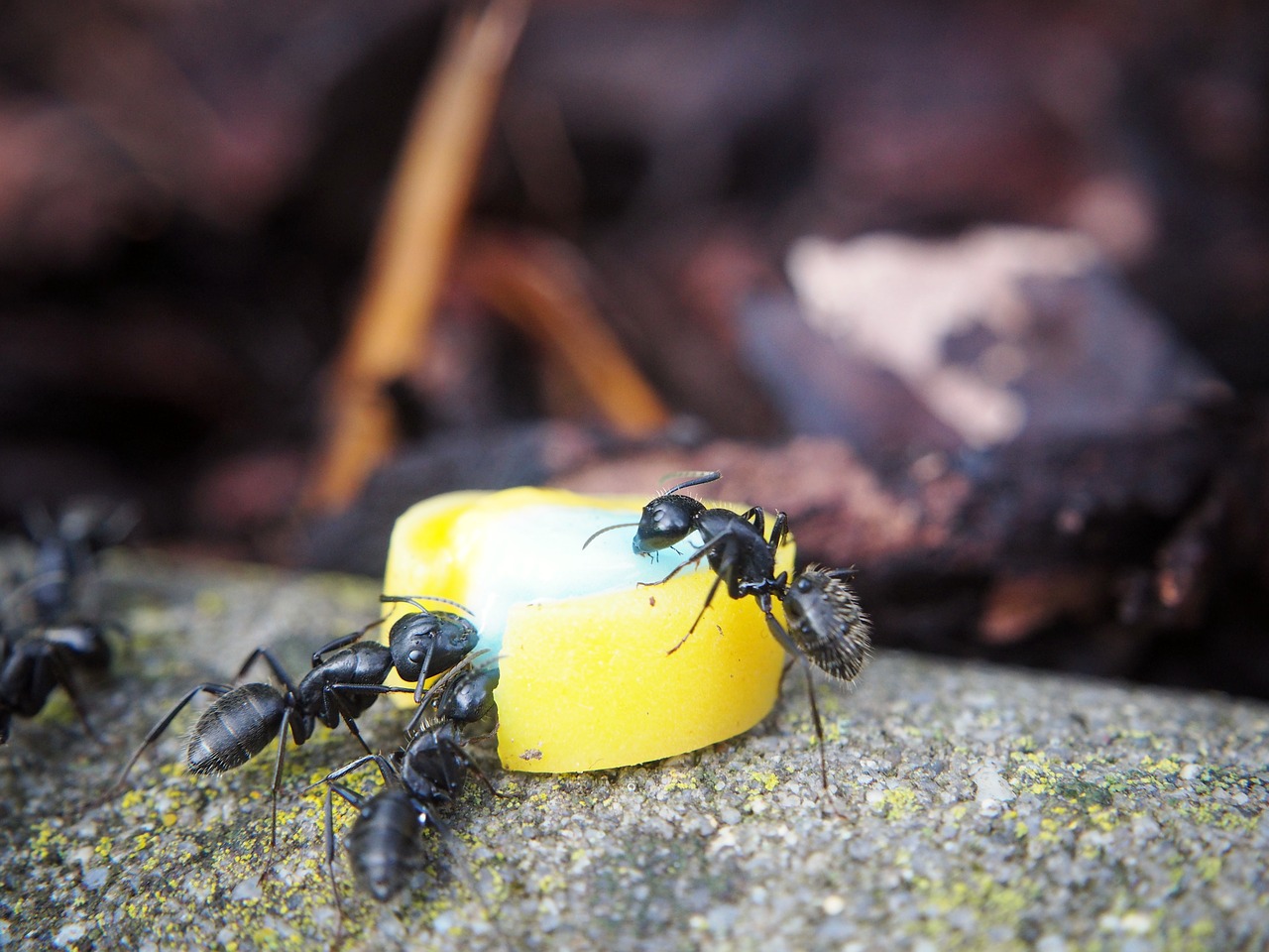 ant ants eat free photo