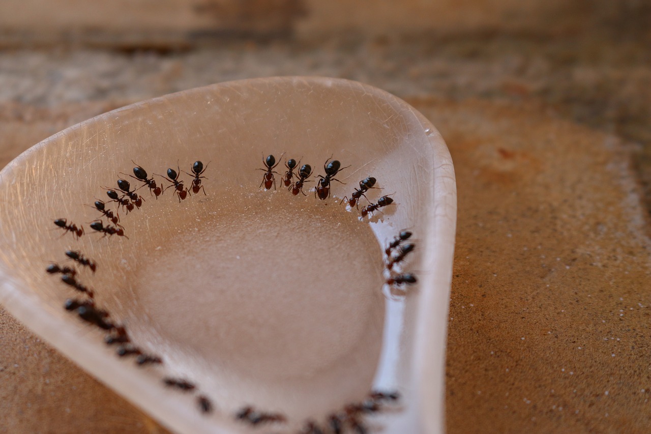 ant sugar spoon free photo
