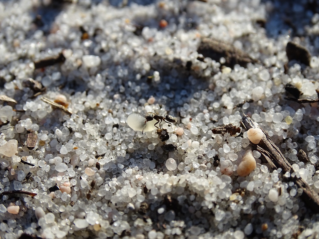 ant anthill sand free photo