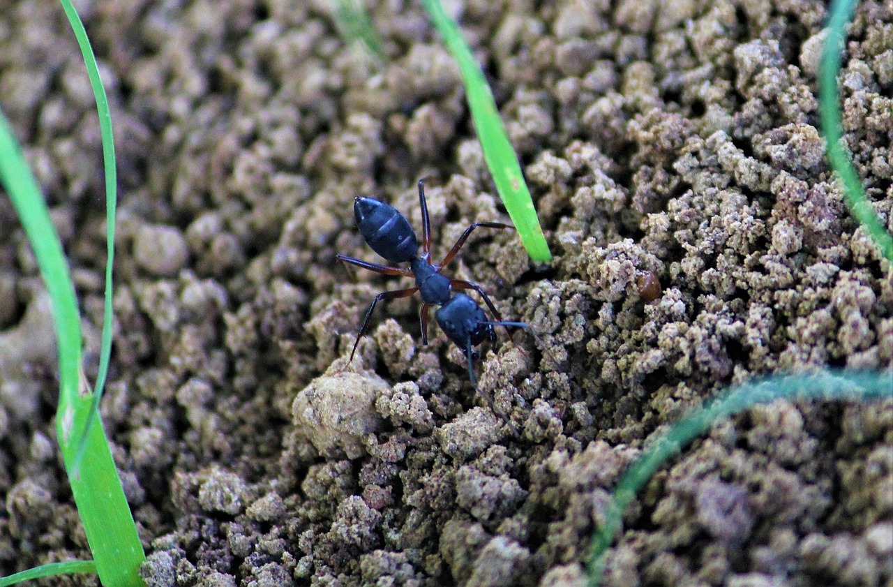 ant formicidae arthropod free photo