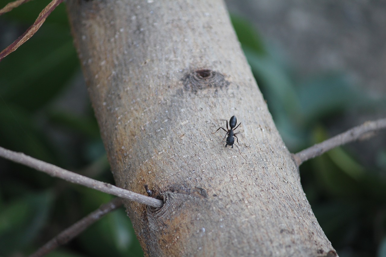 ant wood tree free photo