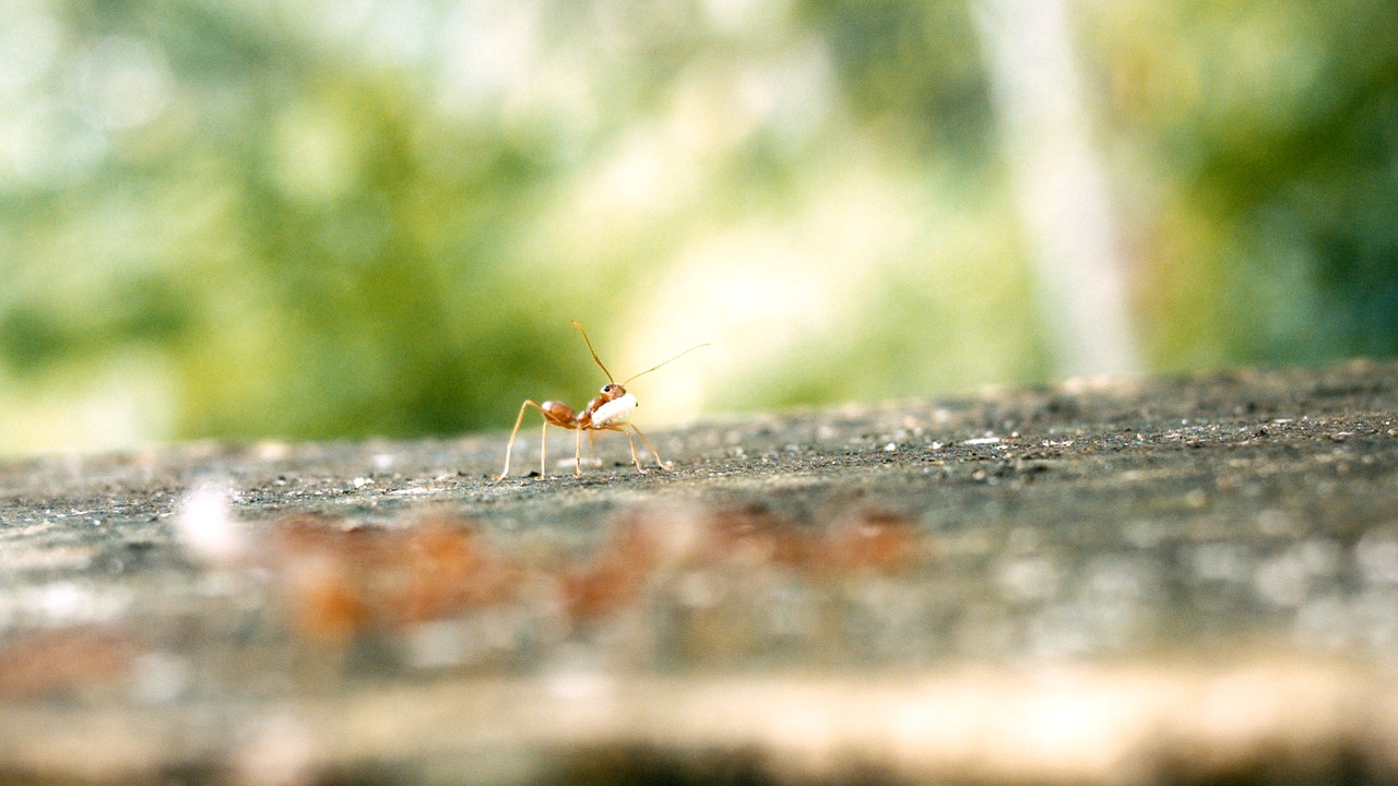 ant ant egg single ant free photo