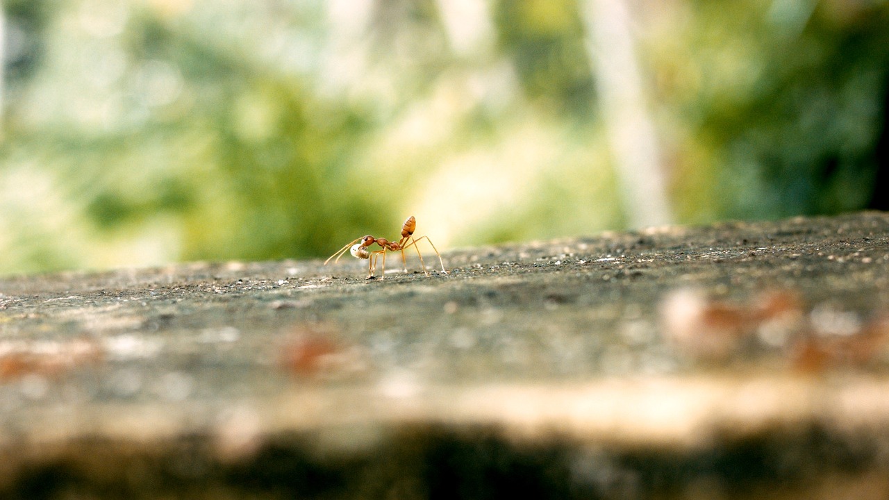 ant ant single ant egg free photo