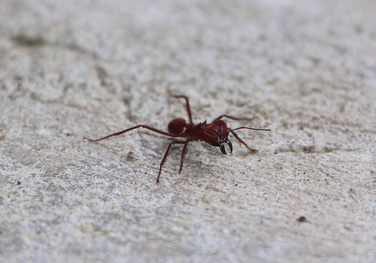 ant insect close free photo