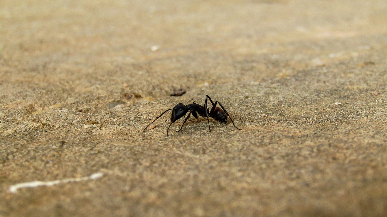 ant  nature  sand free photo