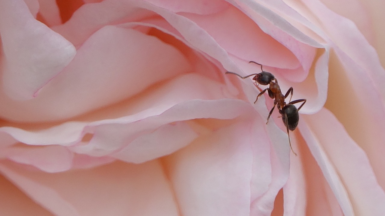 ant  pink  nature free photo