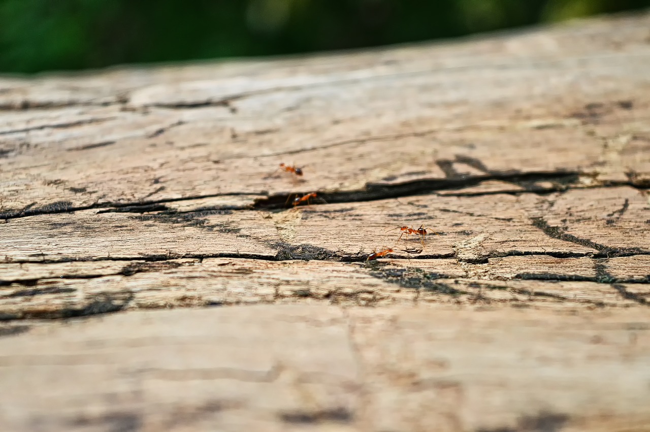ant  wood  nature free photo
