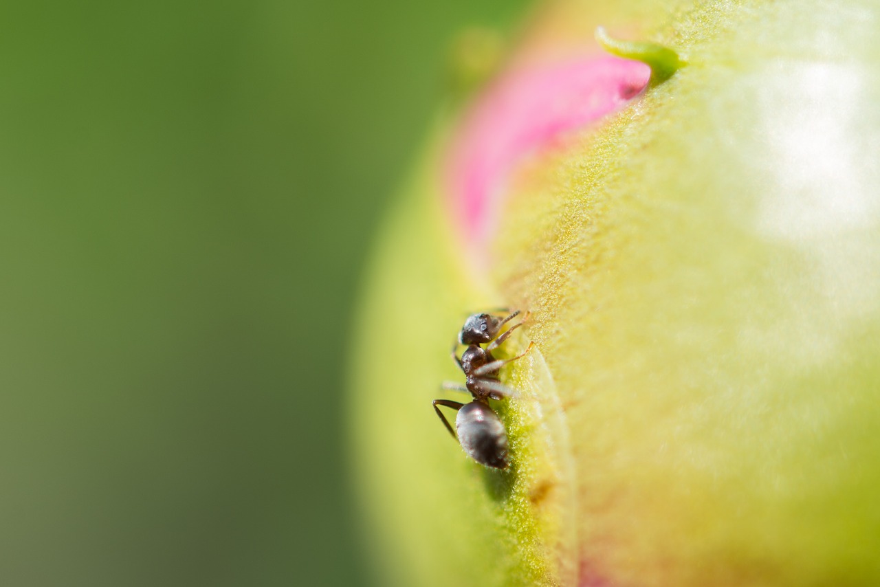 ant  macro  apple free photo