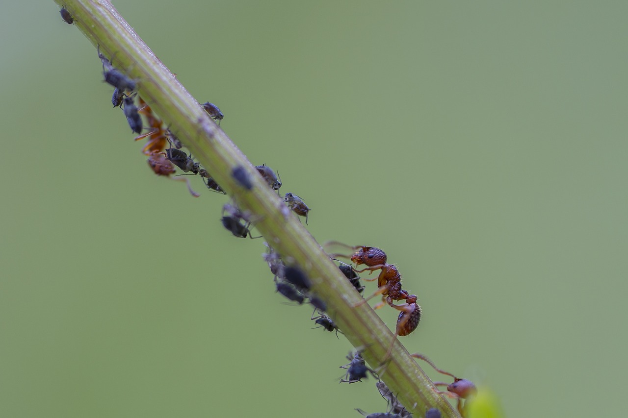 ant  red ant  louse free photo