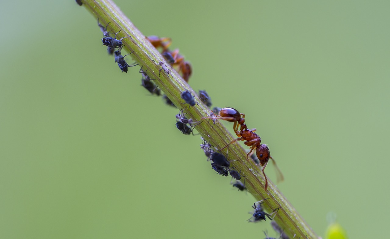 ant  red ant  louse free photo