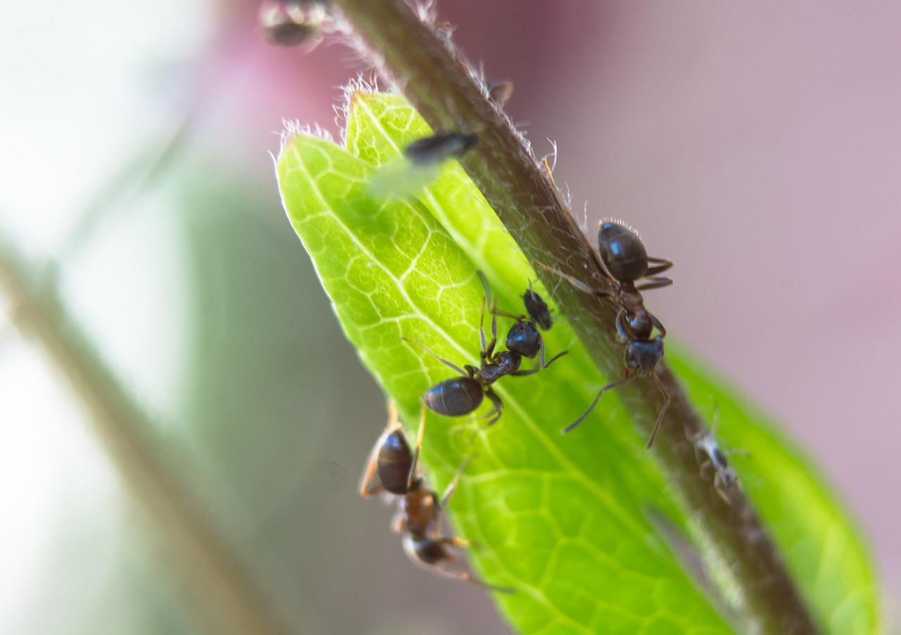 ant  aphid  aphids free photo