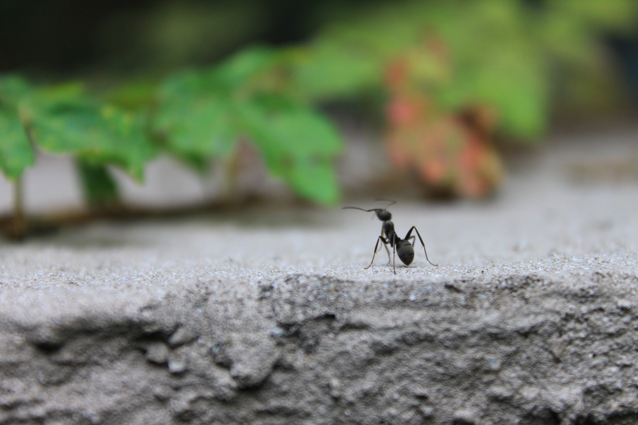 ant  insects  nature free photo