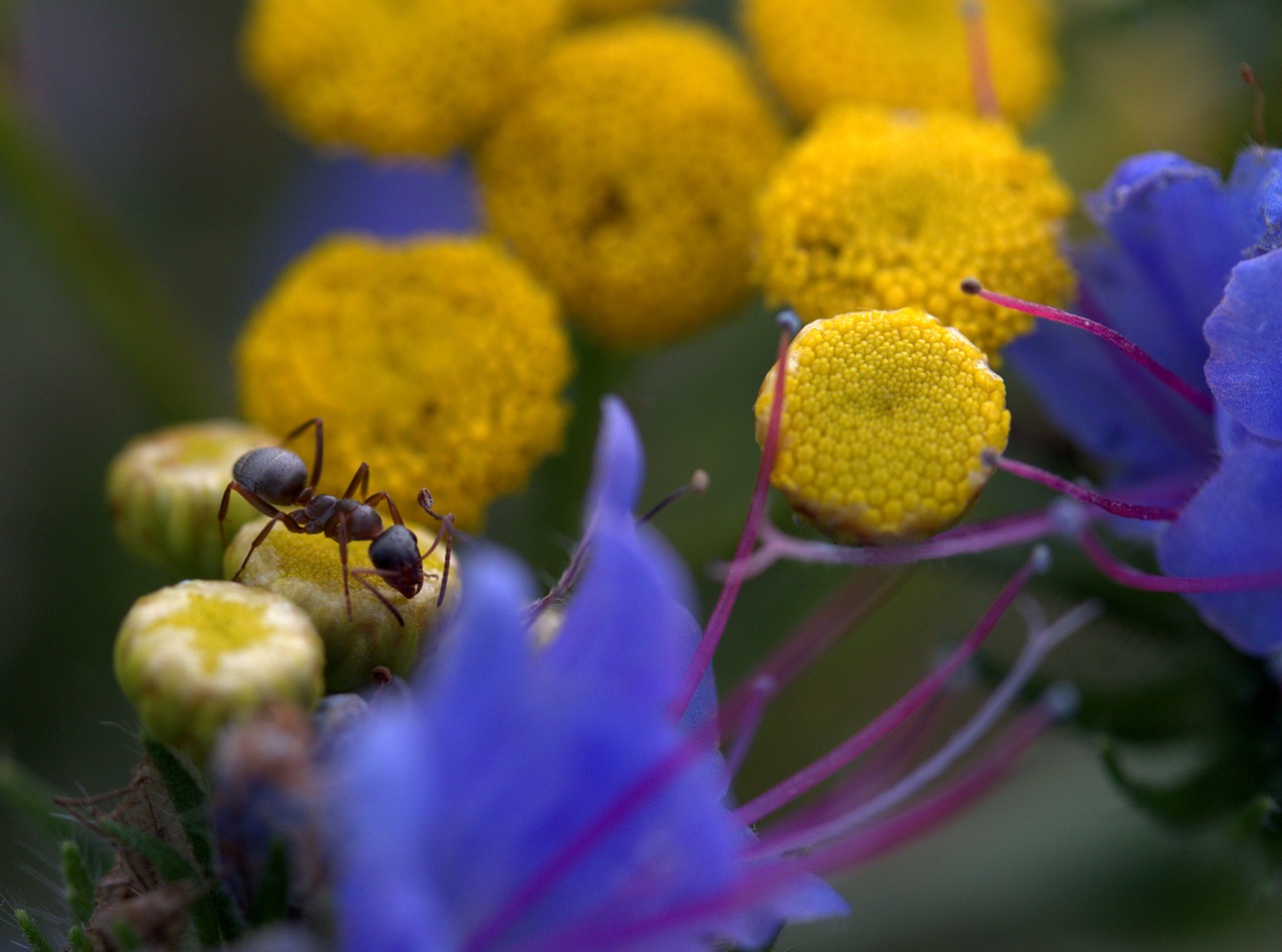 ant  flowers  yellow free photo