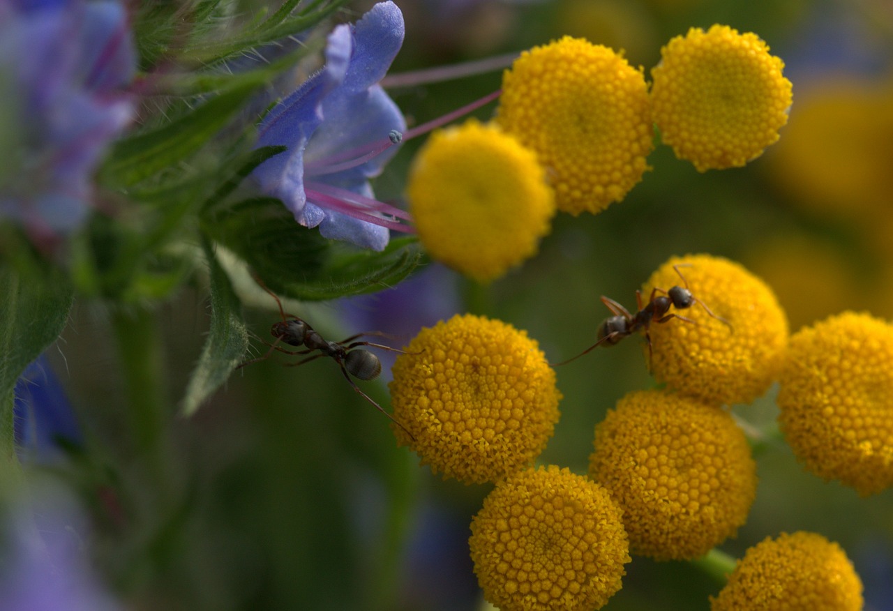 ant  flowers  yellow free photo