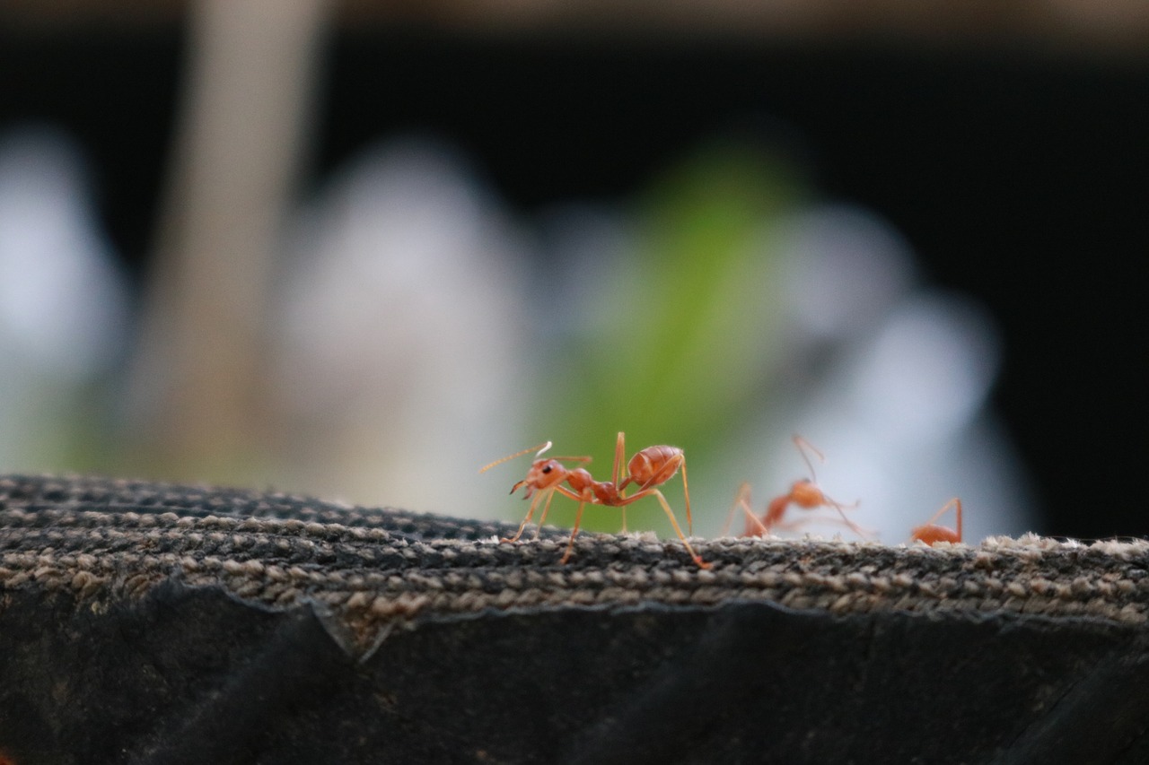 ant  animal  thailand free photo