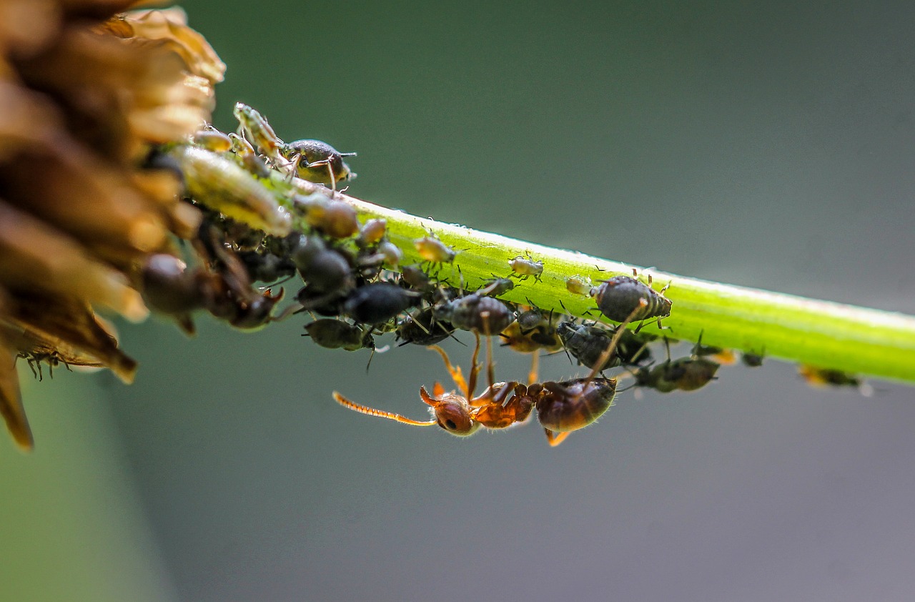 ant  blackfly  lice free photo