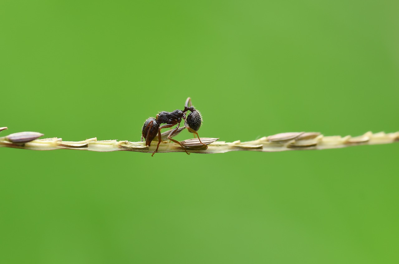 ant  karınca  macro free photo