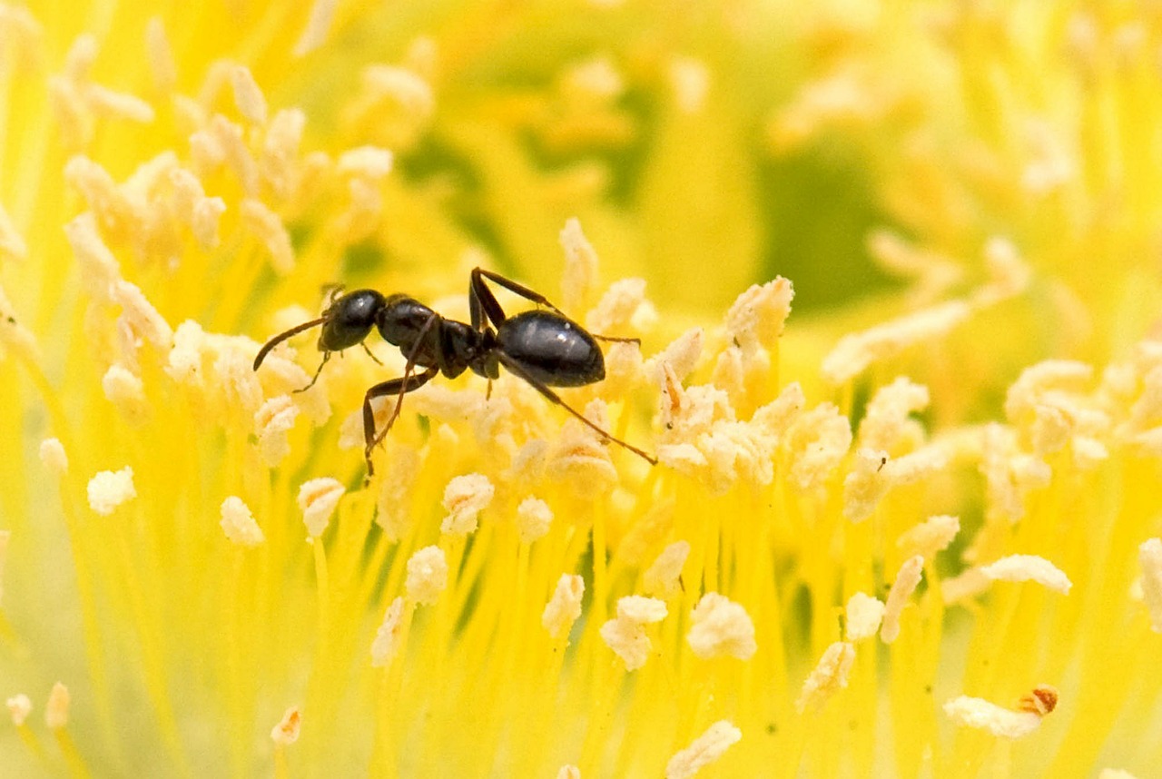 ant yellow flower free photo
