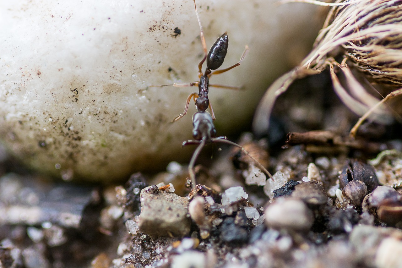 ant  biology  stone free photo