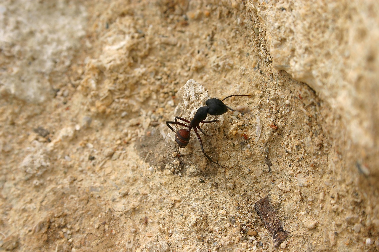 ant  sand  nature free photo