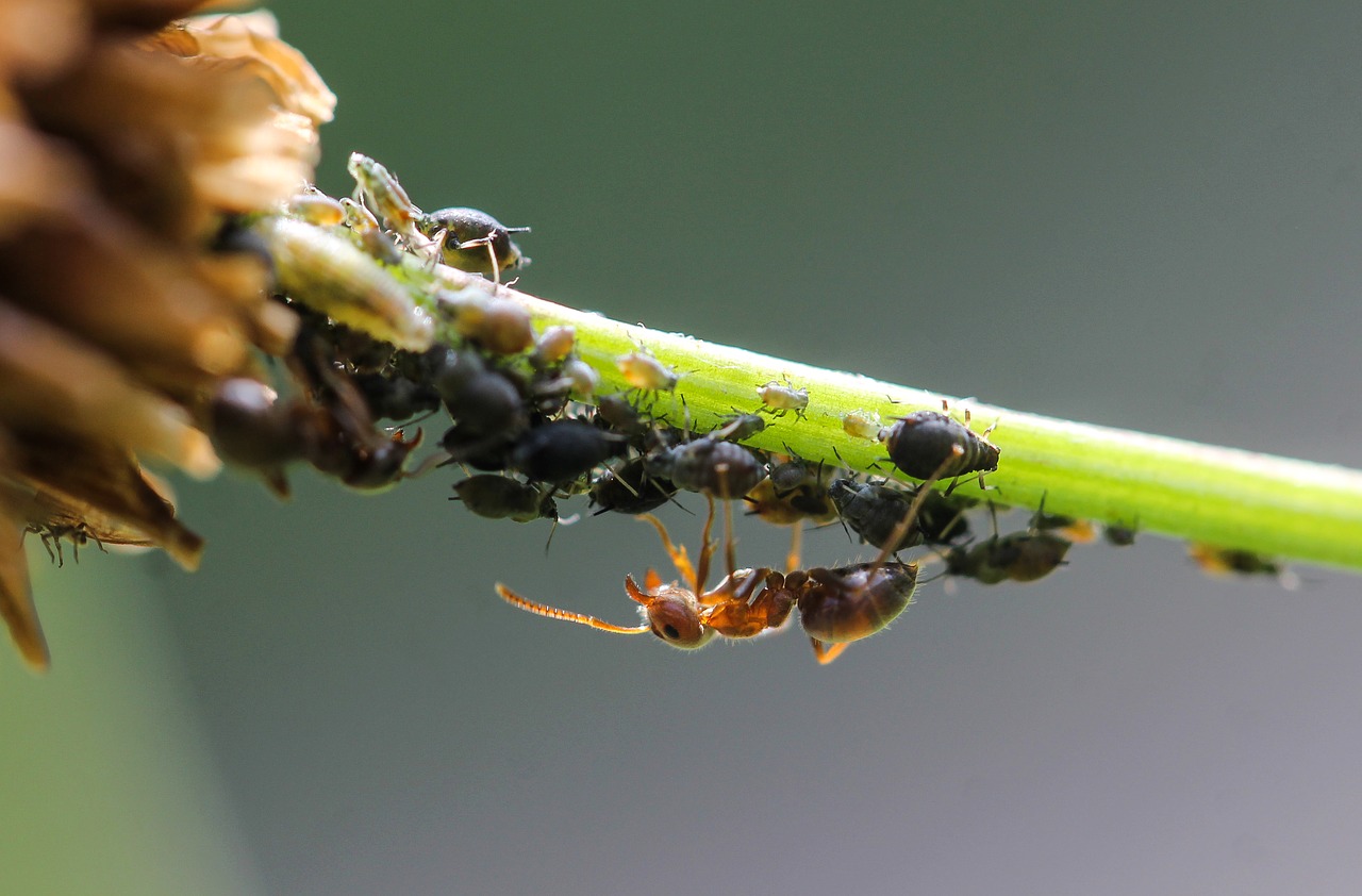 ant  blackfly  lice free photo