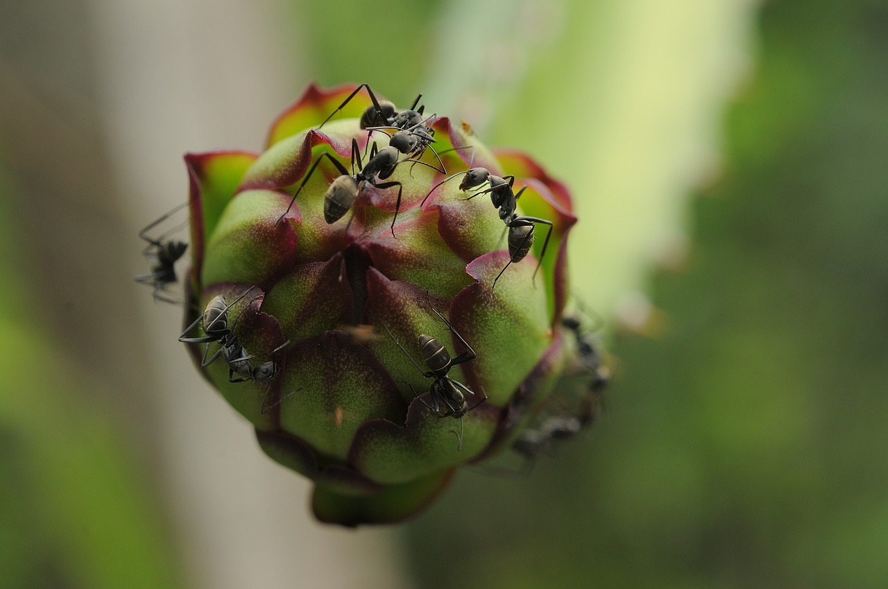 ant  black ant  flower dragon fruit free photo