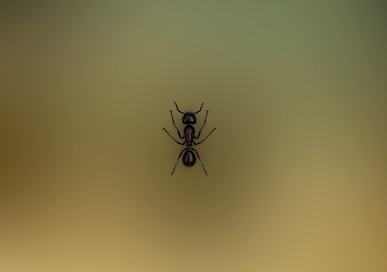 ant  insect  nature free photo