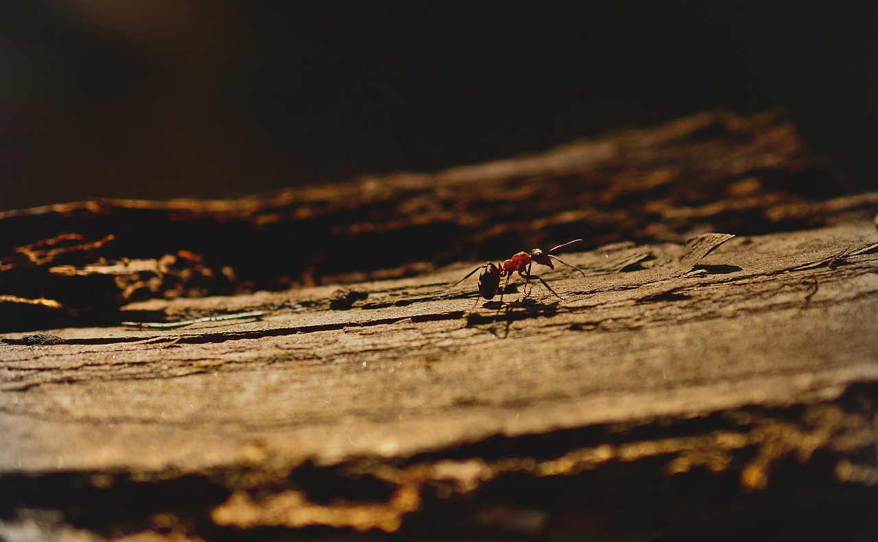 ant  wood ant  insect free photo
