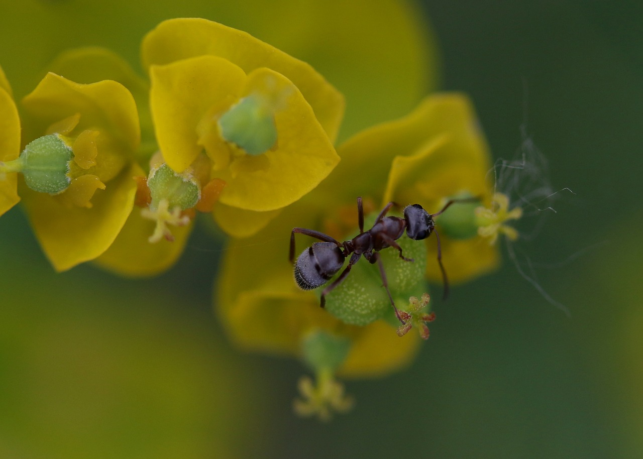 ant  insecta  plant free photo