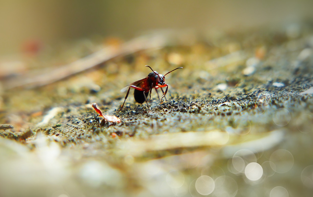 ant  red  queen free photo