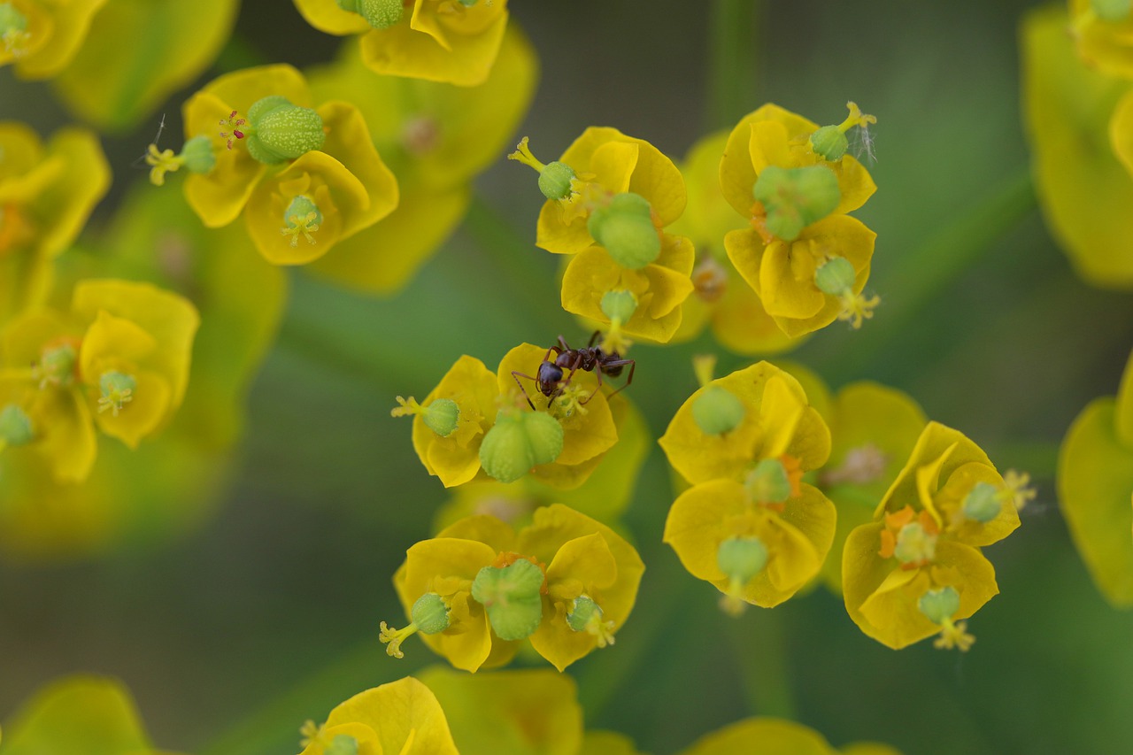 ant  flower  yellow free photo