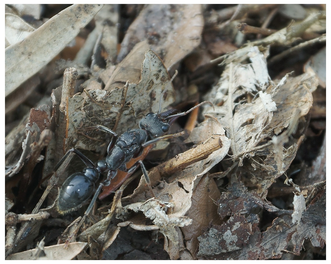 ant myrmecia myrmecia pyriformis free photo