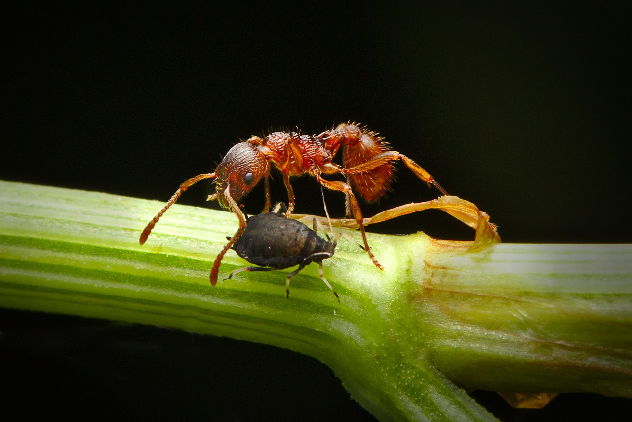 ant  aphid  insect free photo