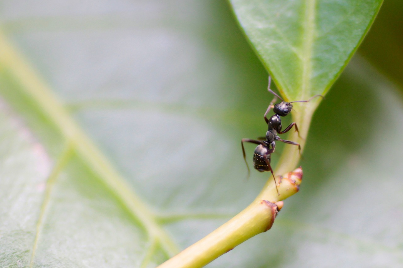 ant insect leaf free photo