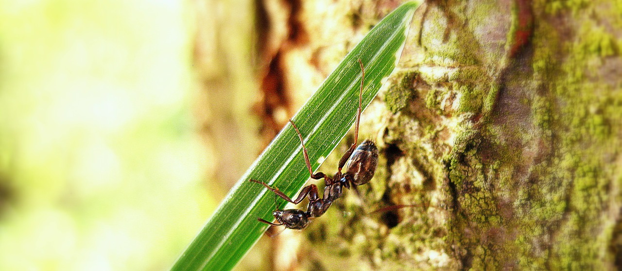 ant bark macro free photo