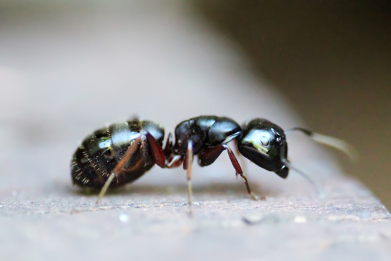ant insect animal free photo
